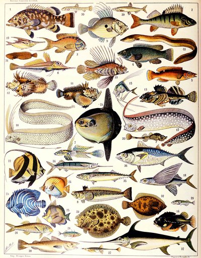 Illustration af marinefisk ca. 1923 af Adolphe Philippe Millot