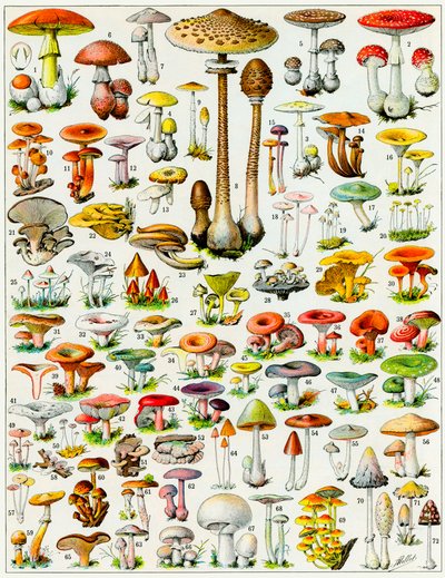 Illustration af svampe c.1923 af Adolphe Philippe Millot