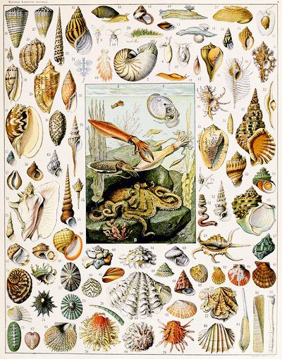 Illustration af muslingeskaller ca. 1923 af Adolphe Philippe Millot