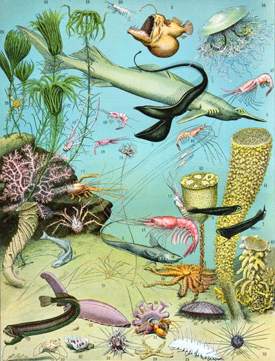 Illustration af et dybvandsøkosystem ca. 1923 af Adolphe Philippe Millot