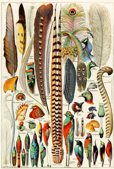 Illustration af fjer og fugle c.1923 af Adolphe Philippe Millot