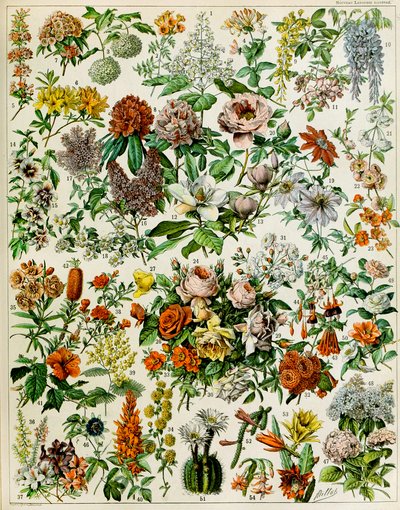 Illustration af blomstrende planter c.1923 af Adolphe Philippe Millot