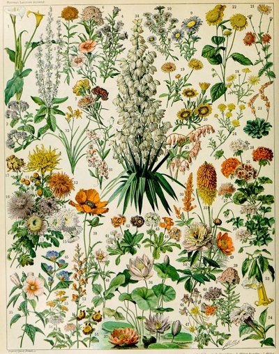 Illustration af blomstrende planter c.1923 af Adolphe Philippe Millot