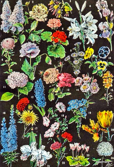 Illustration af haveblomster ca.1923 af Adolphe Philippe Millot