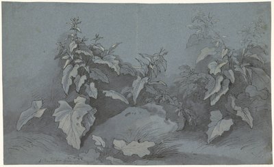 Plante undersøgelse af Adriaan Boudewyns