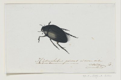 Sort vandbille Hydrophilus picens (titel på objekt) af Adriaan van der Willigen