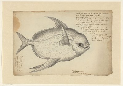 Kongefisk af Adriaen Coenen