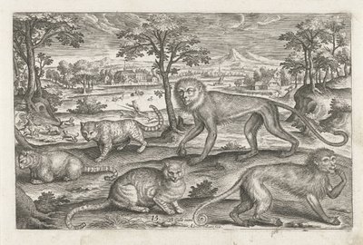 Aber og katte Firebenede dyr (serietitel) Animalivm Qvaddrvpedvm (serietitel) af Adriaen Collaert