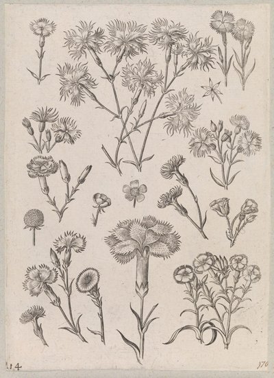 Nellike af Adriaen Collaert