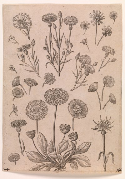 Kornblomster af Adriaen Collaert