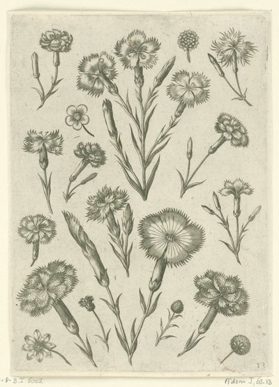 Forskellige vrede Florilegium (serietitel) af Adriaen Collaert