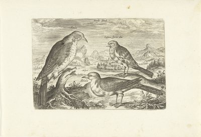Tre fugle i et landskab Avium Vivae (serietitel) Fugle (serietitel) af Adriaen Collaert