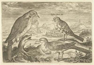 Tre fugle i et landskab Avium Vivae (serietitel) Fugle (serietitel) af Adriaen Collaert