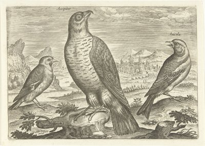 Tre fugle i et landskab Fugle (serietitel) Avium vivae (serietitel) af Adriaen Collaert