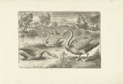 Tre svaner i en dam Fugle (serietitel) Avium vivae (serietitel) af Adriaen Collaert