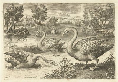 Tre svaner i en dam Fugle (serietitel) Avium vivae (serietitel) af Adriaen Collaert