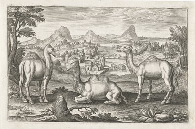 Dromedarer og en kamel Firebenede dyr (serietitel) Animalivm Qvaddrvpedvm (serietitel) af Adriaen Collaert