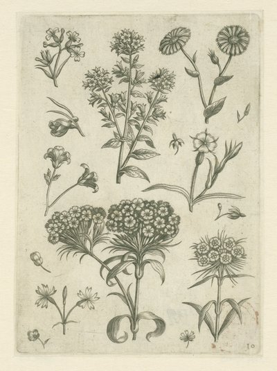 Søde William og andre blomster Florilegium (serietitel) af Adriaen Collaert