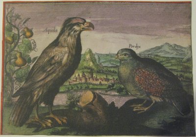 Ørn og agerhøne, Iconotheca Valvasoriana af Adriaen Collaert
