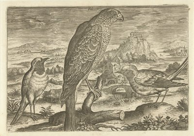 Nogle fugle i et landskab Fugle (serietitel) Avivm vivae (serietitel) af Adriaen Collaert