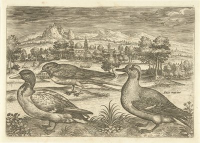 Nogle fugle i et landskab Fugle (serietitel) Avivm vivae (serietitel) af Adriaen Collaert