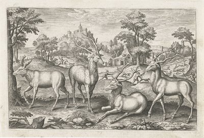 hjort Firebenede dyr (serietitel) Animalivm Qvaddrvpedvm (serietitel) af Adriaen Collaert