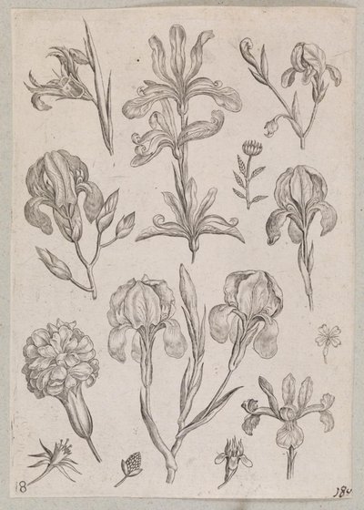 Iriser af Adriaen Collaert