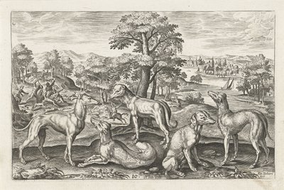 jagthunde Firebenede dyr (serietitel) Animalivm Qvaddrvpedvm (serietitel) af Adriaen Collaert