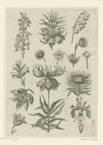Kejserkrone, orkidé og liljekonvaller Florilegium (serietitel) af Adriaen Collaert