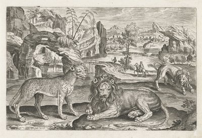 Løver og Leopard Firebenede dyr (serietitel) Animalivm Qvaddrvpedvm (serietitel) af Adriaen Collaert