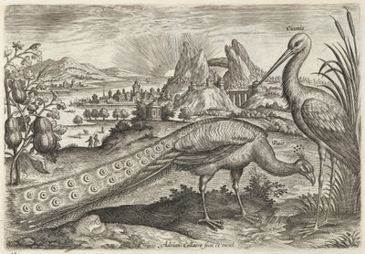 Påfugl og stork af Adriaen Collaert