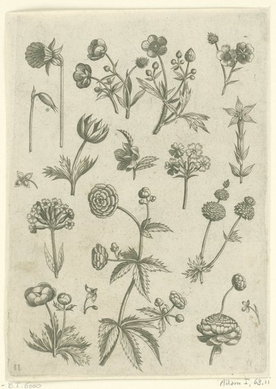 Ranonkels, primula en boterbloemen Florilegium (serietitel) af Adriaen Collaert