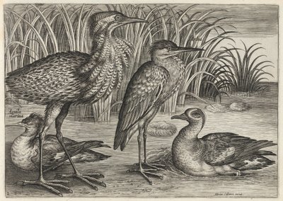  af Adriaen Collaert