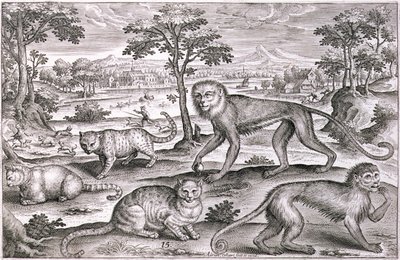 Tre katte og to aber (gravering) af Adriaen Collaert