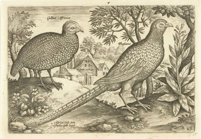 To høns i et landskab Avivm Vivae (serietitel) Fugle (serietitel) af Adriaen Collaert