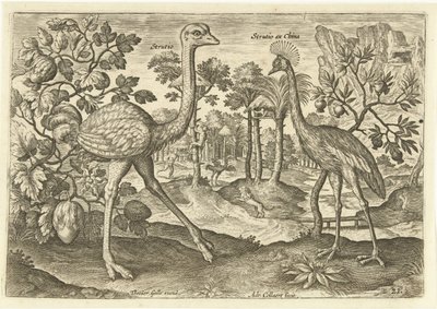 To flyveløse fugle i et landskab Avium Vivae (serietitel) Fugle (serietitel) af Adriaen Collaert