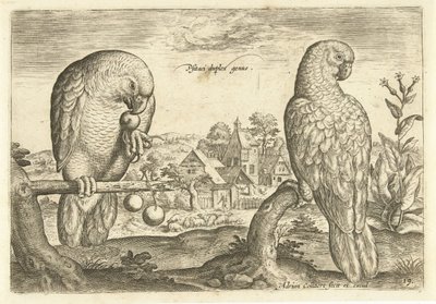 To papegøjer i et landskab Avium Vivae (serietitel) Fugle (serietitel) af Adriaen Collaert