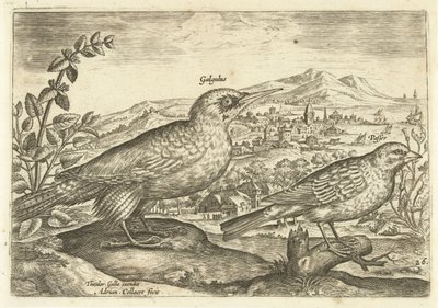 To fugle i et landskab Avium Vivae (serietitel) Fugle (serietitel) af Adriaen Collaert