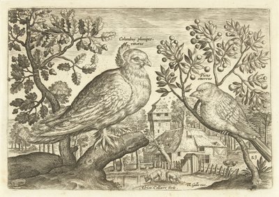 To fugle i et landskab Avium Vivae (serietitel) Fugle (serietitel) af Adriaen Collaert