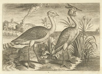To vadefugle i et landskab Fugle (serietitel) Avivm vivae (serietitel) af Adriaen Collaert