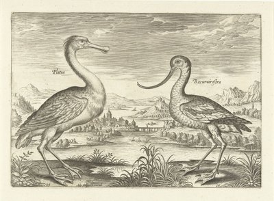 To vadefugle i et flodlandskab Fugle (serietitel) Avivm Vivae (serietitel) af Adriaen Collaert