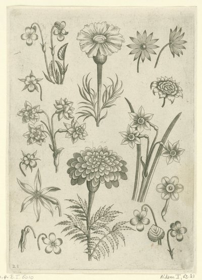 Forskellige blomster, violer og påskeliljer Florilegium (serietitel) af Adriaen Collaert
