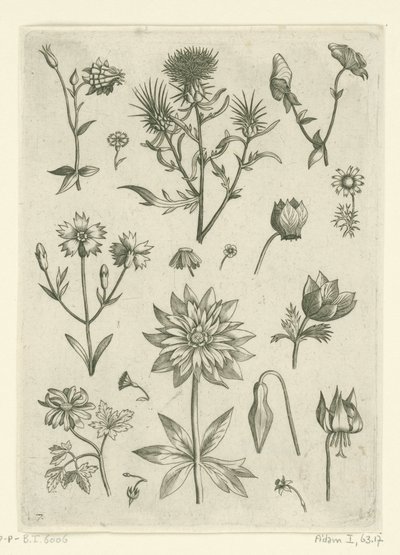 Forskellige blomster, herunder akeleje og cyclamen Florilegium (serietitel) af Adriaen Collaert