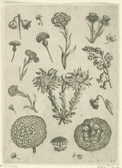 Forskellige blomster, herunder krysantemum og tidsel Florilegium (serietitel) af Adriaen Collaert