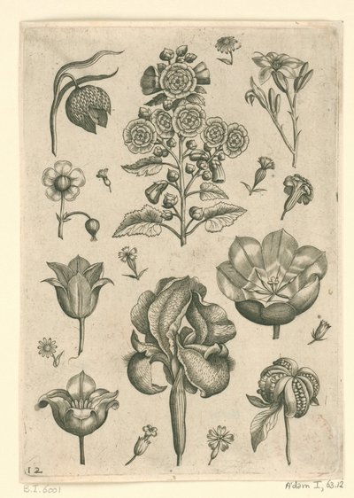 Forskellige blomster, herunder iris og viol Florilegium (serietitel) af Adriaen Collaert