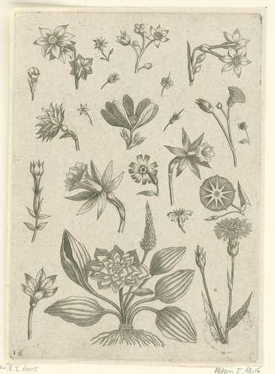 Forskellige blomster, herunder trompetpåskeliljer Florilegium (serietitel) af Adriaen Collaert