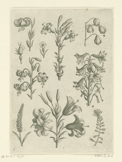 Fire store liljer og nogle mindre blomster Florilegium (serietitel) af Adriaen Collaert