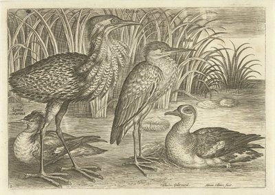 Fire vadefugle langs en flodbred Fugle (serietitel) Avivm vivae (serietitel) af Adriaen Collaert