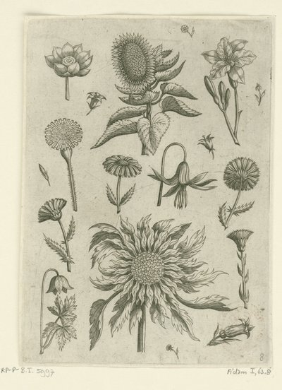 Solsikke og andre blomster. Florilegium (serietitel) af Adriaen Collaert