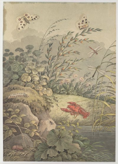 Stykke vand med krabber, sommerfugle, guldsmede og havtorn, ca. 1800. af Adrian Zingg